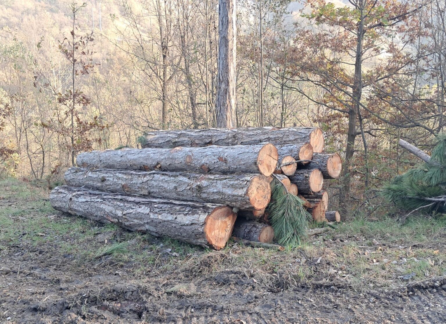 Intervento Di Messa In Sicurezza Della Pinetina Di Vezzano I Lavori Di